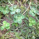 차세대카서비스 이미지