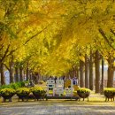 은행나무길 이미지