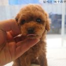 바버펫 이미지