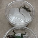 파충류샵카미렙타일