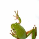 청개구리 이미지