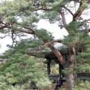 정자주단