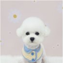 아임댕댕 이미지