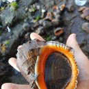 고대1083 이미지