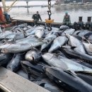 참치어장 이미지