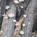 장흥농장 이미지