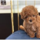 도그마루 이미지