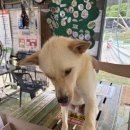 굿모닝24시동물병원 이미지