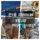 모할고양 | 대전 관저동 고양이카페 모할고양