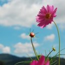 코스모스 이미지