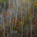 곰배령스케치 이미지