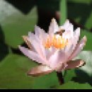 와우 수변공원 수련꽃 향기 (김세희 18,06,15) 이미지