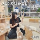 고양이 주택 | 배곧 놀거리/배곧데이트 고양이주택 배곧점 방문 후기🐱