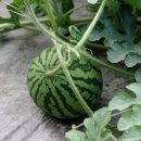 아버지농장 이미지