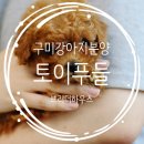 구미 강아지분양 후기 토이푸들 브리더