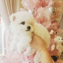 Happy 애견샵 이미지