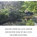 [마감] 4월29일(수) 서산 개심사 청벚꽃ㆍ마애삼존불,서산한우목장길 (28인승 버스 두대 진행) 이미지