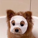 헤어바이붐 | 💚1년동안 올리브영에 360만원 쓴 사람의 3월 세일 추천템 - 팩편