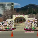 고창체육관 | 2025 고창 벚꽃축제 방문 후기 (축제 정보, 라인업, 벚꽃길, 푸드트럭)