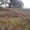 경포대초등학교 이미지