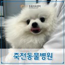 온동물의료센터 이미지