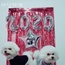 아담하개
