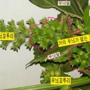 꼬투리걸