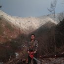벌목 이미지