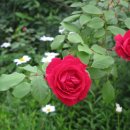 꽃소아청소년과의원 이미지