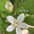 자스민 이미지