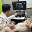 대성동물병원 이미지