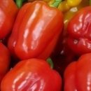 성남농장 이미지