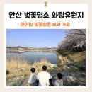 안산 화랑유원지 | 안산 아이랑 가볼만한곳 화랑유원지 벚꽃 명소 다녀온 후기