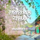 상암 | 천안 각원사 겹벚꽃 실시간 개화, 야간점등 시간·주차 꿀팁까지 총정리