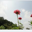 백일홍 이미지