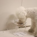 마이 펫테이블 이미지