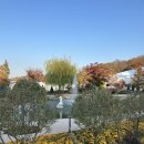 대장나무숲놀이터 | 경기도 용인 가을꽃축제 핑크뮬리 명소! 애견동반 가능한 용인 자작나무숲 방문후기