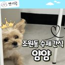 말티와 꼬꼬 | 수원강아지간식 조원동 반려동물수제간식점 얌얌 방문후기