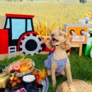 댕댕학당 이미지