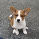 강아지 꼬야 이미지