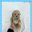 논산애견 이미지