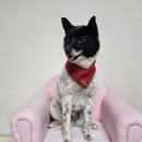 진전면922 이미지