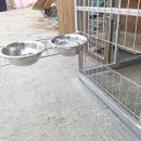 개밥그릇 이미지