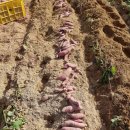 홍스캐빈 이미지