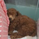 아이펫샵 이미지