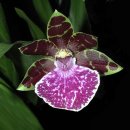 비산고가 아래 이미지