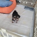 달링하이 강아지분양 밀양점 이미지