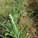 Tuberose...월하향 이미지
