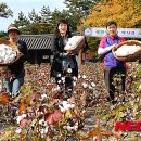 목화광고