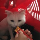 이자매펫미용원 이미지